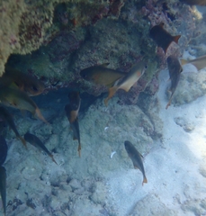 Pempheris vanicolensis