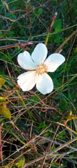 Rosa sempervirens