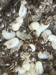 Lasius americanus