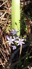 Scilla monophyllos