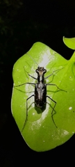 Odontocheila