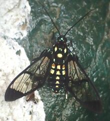 Cosmosoma xanthosticta