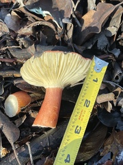 Russula rhodopus