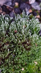 Bryum argenteum