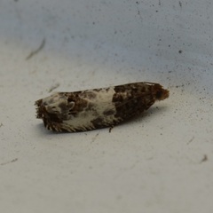 Notocelia rosaecolana