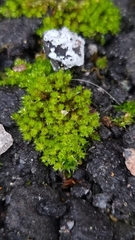 Syntrichia montana