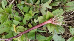 Impatiens glandulifera