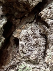 Chaenotheca ferruginea