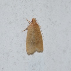 Psilocorsis reflexella