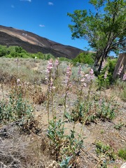 Penstemon palmeri