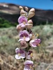 Penstemon palmeri