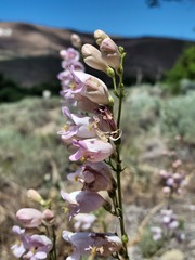 Penstemon palmeri