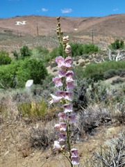Penstemon palmeri
