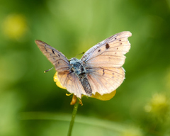 Lycaena alciphron