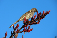 Anthochaera chrysoptera tasmanica