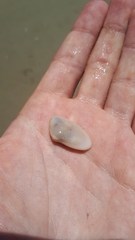 Amarilladesma mactroides