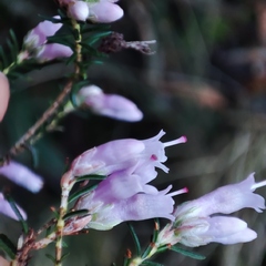 Erica australis