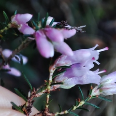 Erica australis