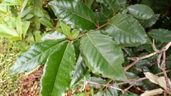 Elaeagnus × ebbingei