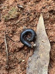 Narceus americanus