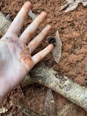 Narceus americanus