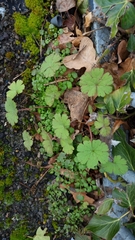 Geranium rotundifolium