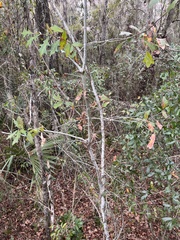 Dothideomycetes