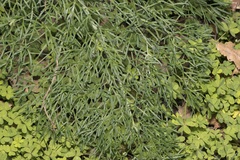 Ferula glauca