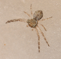 Pherecydes