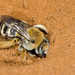 Cactus Chimney Bees - Photo (c) Greg Lasley, some rights reserved (CC BY-NC), uploaded by Greg Lasley