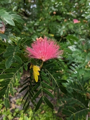 Calliandra tergemina