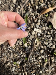 Scilla