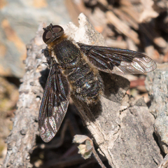 Hemipenthes morioides