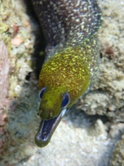 Gymnothorax undulatus