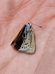 Satyrium behrii