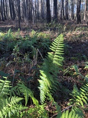 Dryopteris ludoviciana