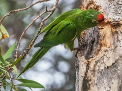 Psittacara finschi