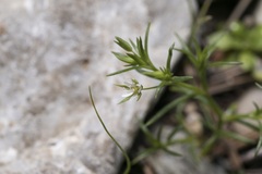 Sabulina tenuifolia
