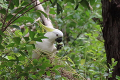 Cacatua galerita fitzroyi