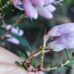 Erica australis