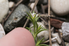 Sabulina tenuifolia