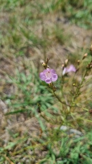 Agalinis communis