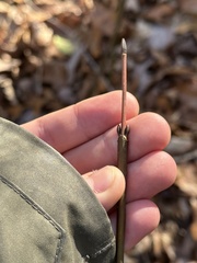 Acer pensylvanicum