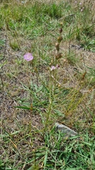 Agalinis communis
