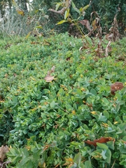 Hypericum elodes