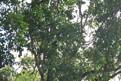 Centropus phasianinus melanurus
