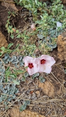 Pavonia glechomoides