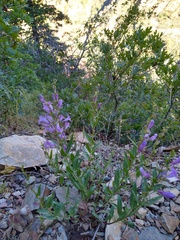 Penstemon platyphyllus