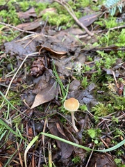 Galerina semilanceata
