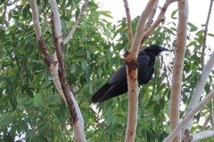 Corvus orru cecilae